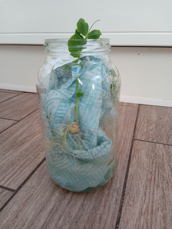 Pea seed
          growing in a jar